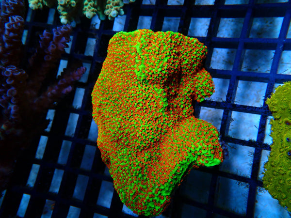 Montipora Ultra medium