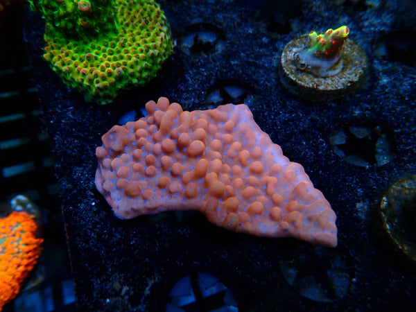 Danae Montipora small