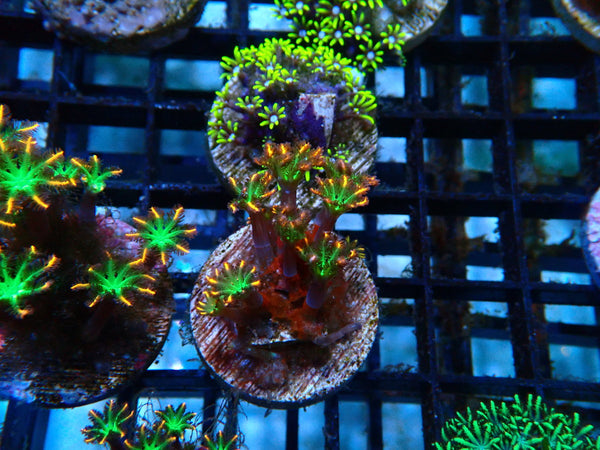 Sustainable Reefs Fireworks Cloves Frag