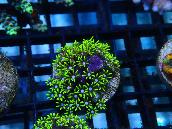 Sustainable Reefs Super Bright GSP
