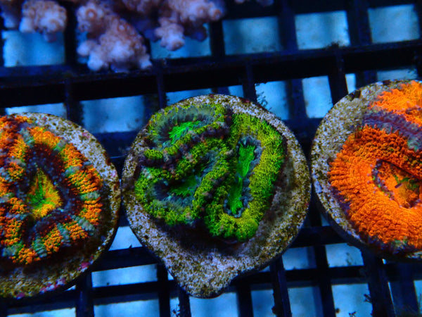 CDU Acan Frag