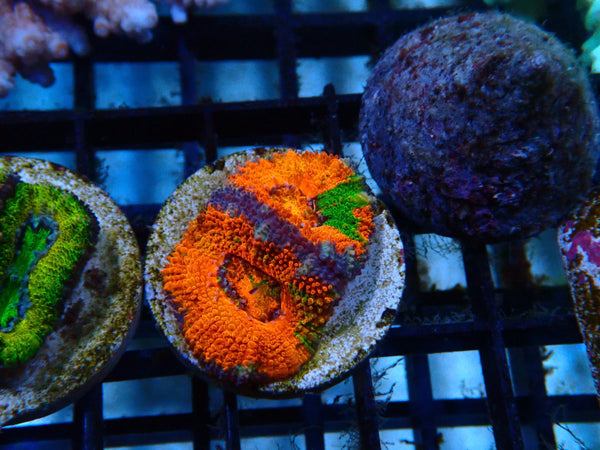 CDU Acan Frag