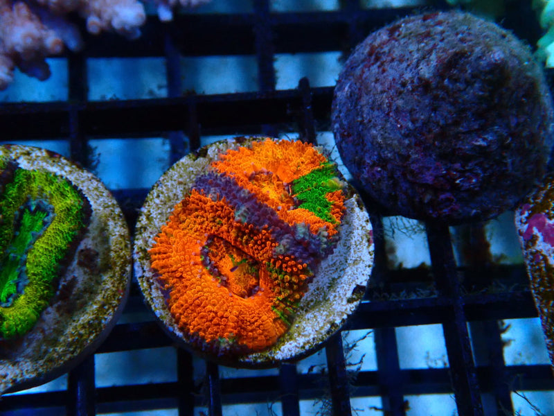 CDU Acan Frag
