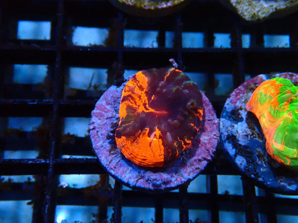 CDU Scoly Frag