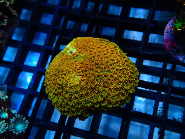 Sustainable Reefs Bernardpora Frag