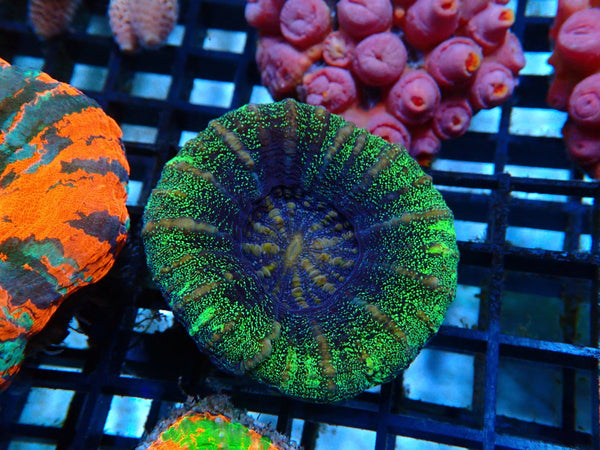 Green Glittered Scoly