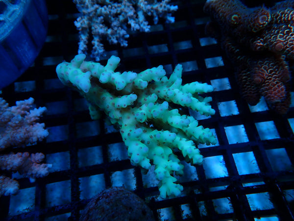 Acropora small/medium