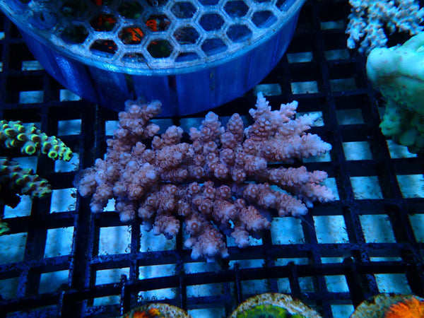Acropora small/medium