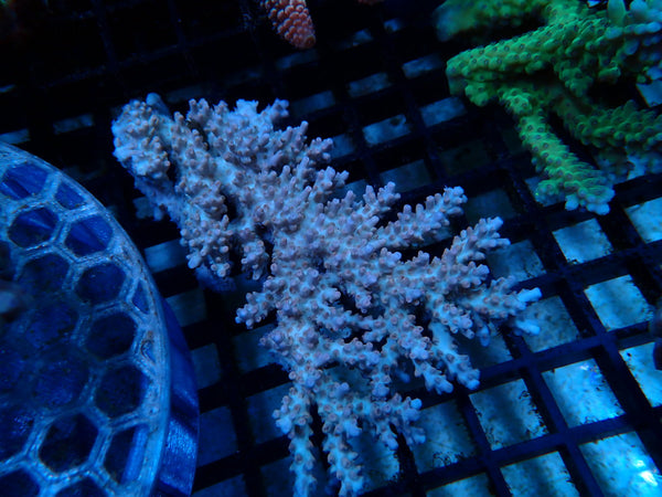 Acropora small/medium