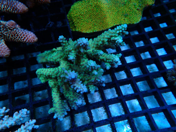 Acropora small/medium
