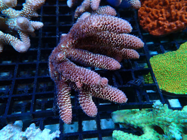 Acropora small/medium