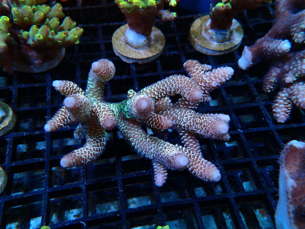 Acropora small/medium