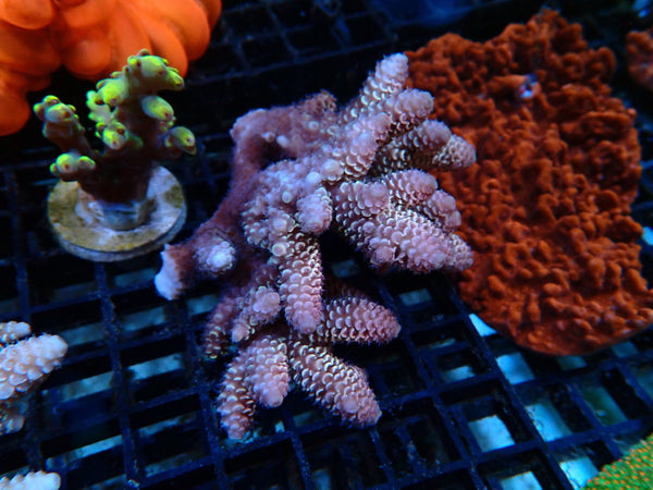 Acropora small/medium
