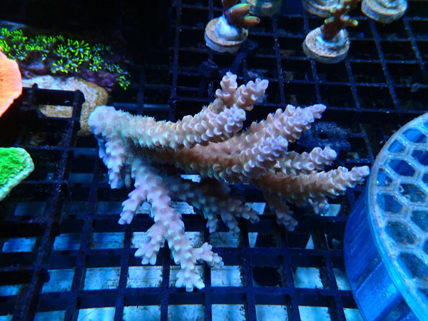 Acropora small/medium