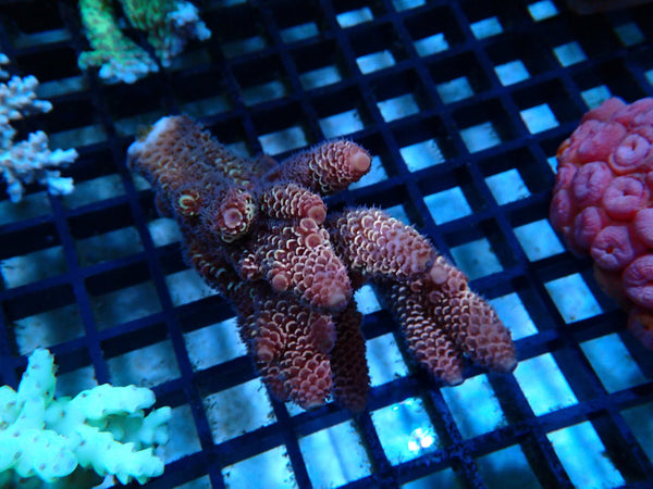 Acropora small/medium