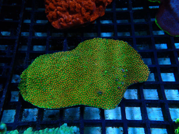 Montipora medium