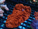 Montipora medium cool growth