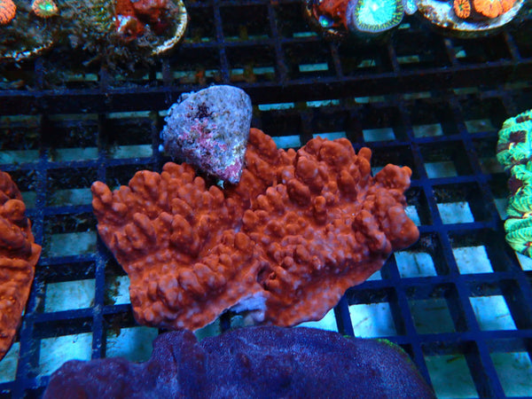 Montipora small cool growth
