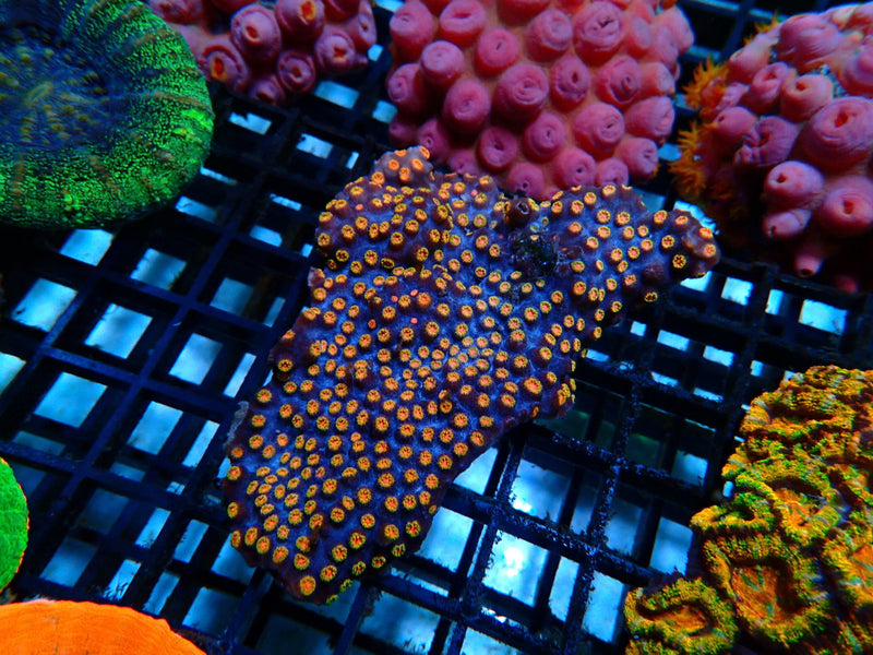 Cyphastrea