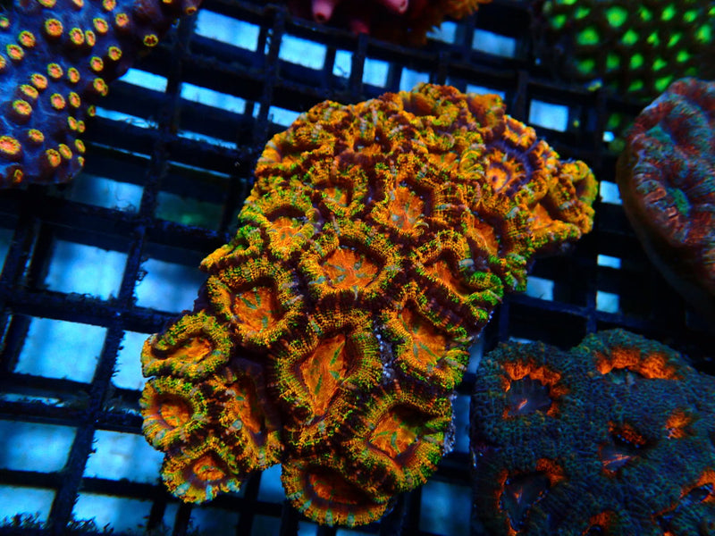 Rainbow Acan medium