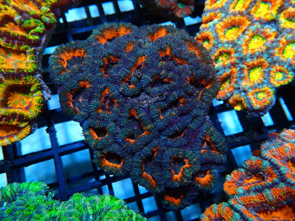 Ultra/unique Acan medium