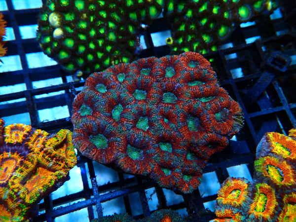 Acan small/medium