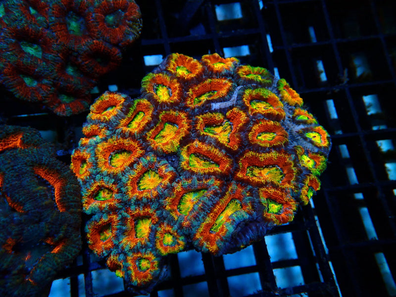 Rainbow Acan medium