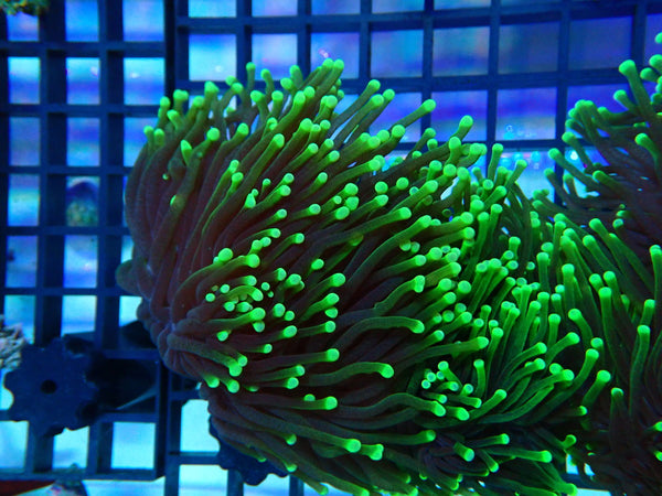 WA Green Tip torch Special Price