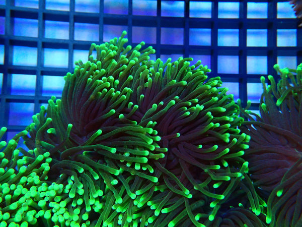 WA Green Tip torch Special Price