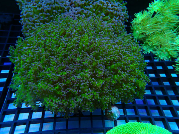 Frogspawn Large Reverse