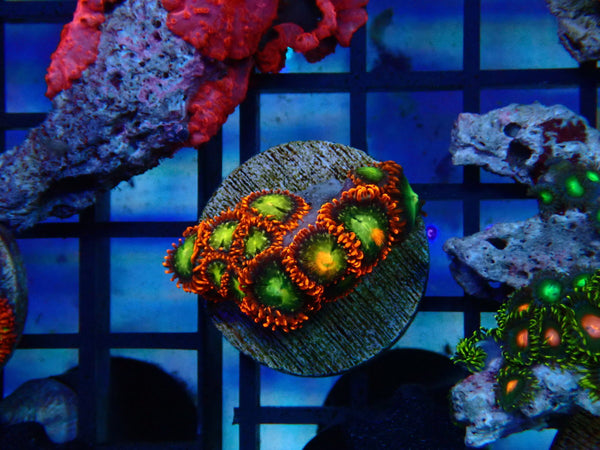 Monsoon Aquatics Zoa Frag