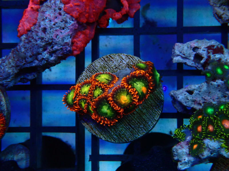Monsoon Aquatics Zoa Frag