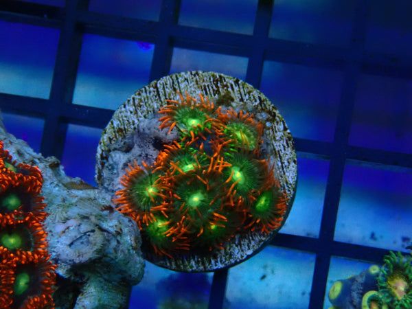 Monsoon Aquatics Zoa Frag