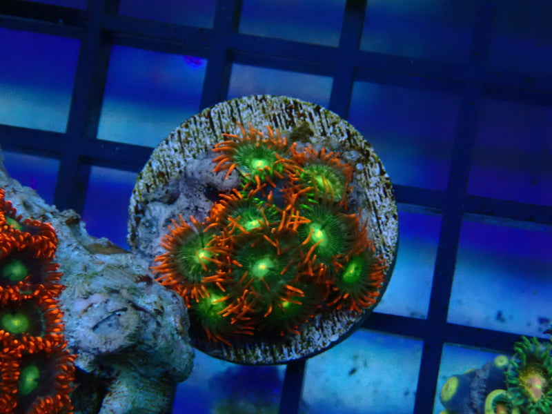 Monsoon Aquatics Zoa Frag