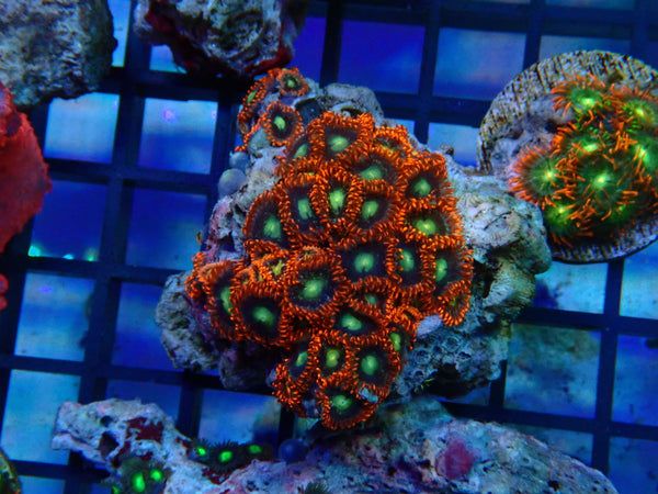 Monsoon Aquatics Zoa Frag