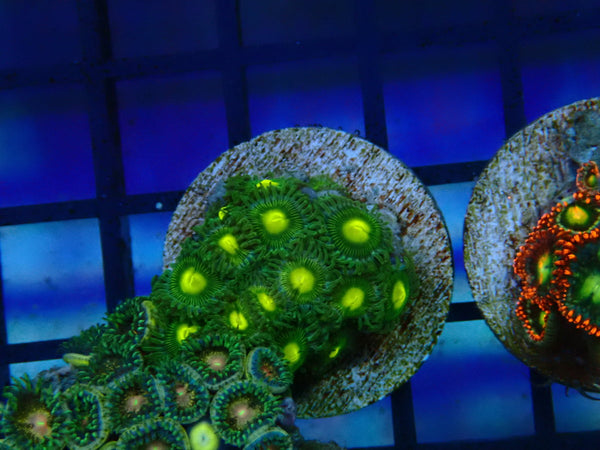 Monsoon Aquatics Zoa Frag