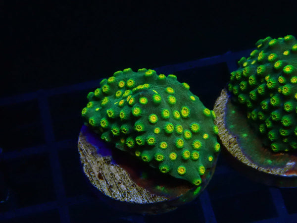 Monsoon Aquatics Cyphastrea Frag