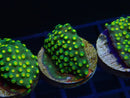 Monsoon Aquatics Cyphastrea Frag