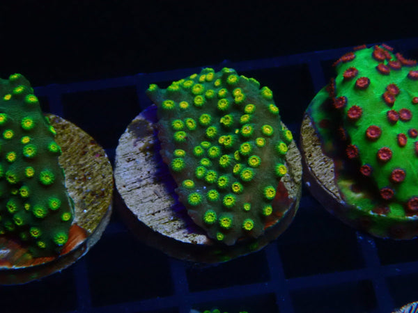 Monsoon Aquatics Cyphastrea Frag