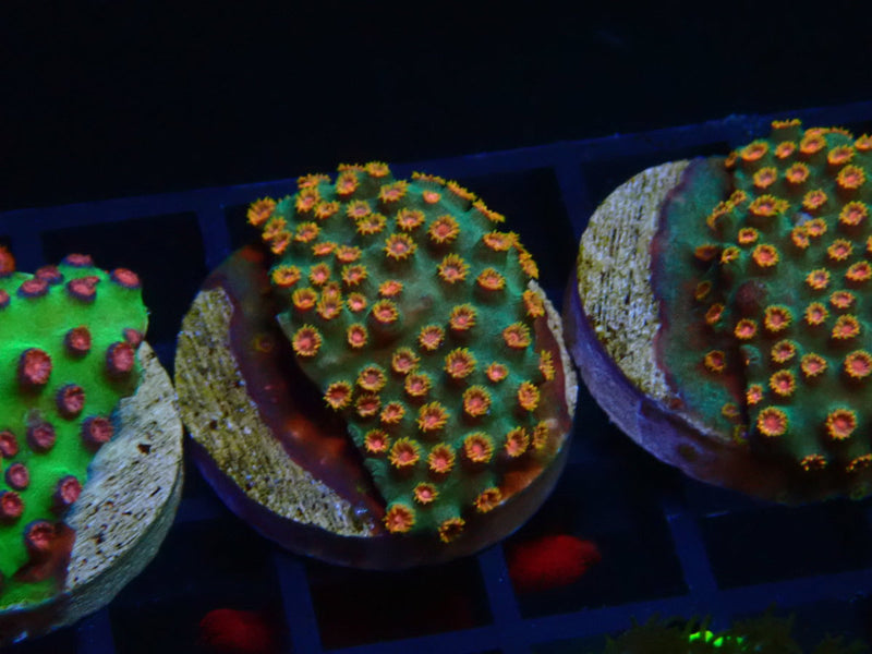 Monsoon Aquatics Cyphastrea Frag