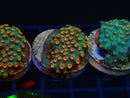 Monsoon Aquatics Cyphastrea Frag