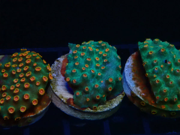 Monsoon Aquatics Cyphastrea Frag