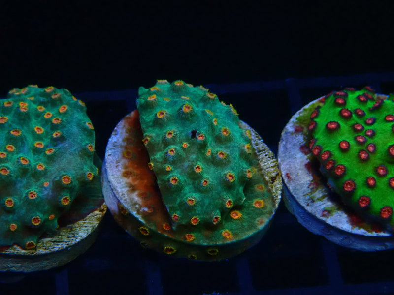 Monsoon Aquatics Cyphastrea Frag