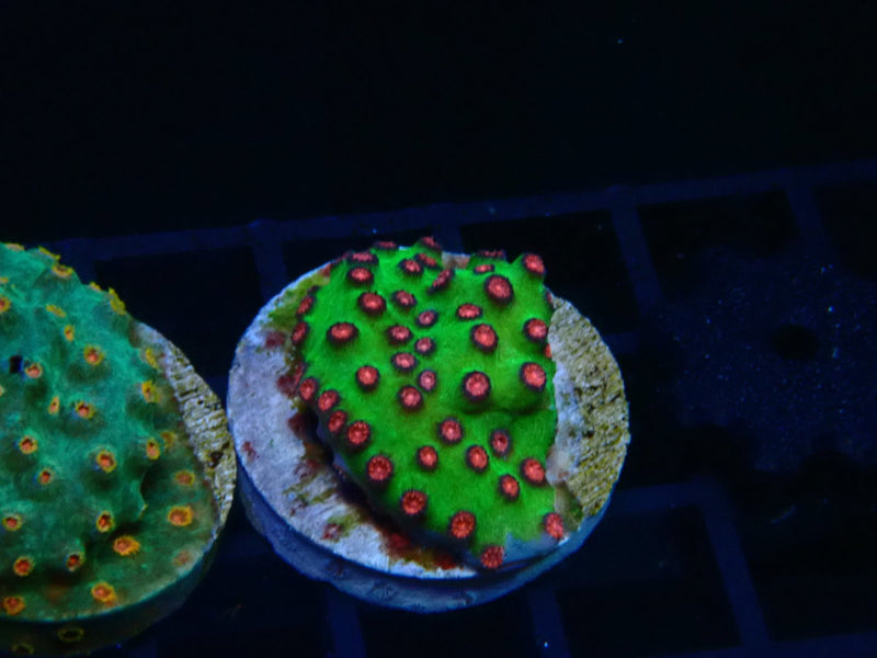 Monsoon Aquatics Strawberry Fields Cyphastrea Frag