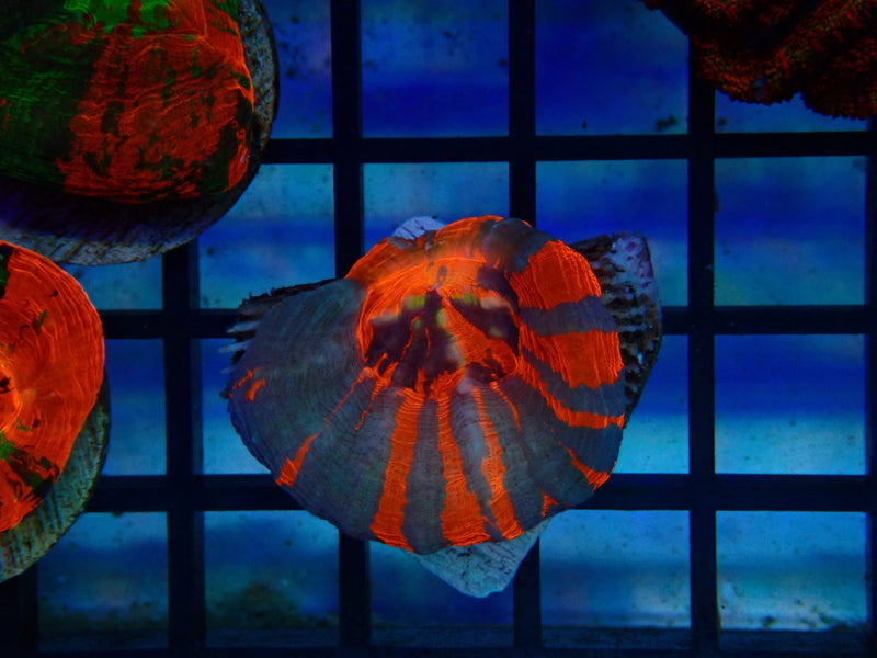 Monsoon Aquatics Superman Scoly Frag