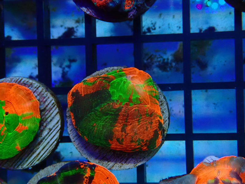 Monsoon Aquatics Unique Scoly Frag