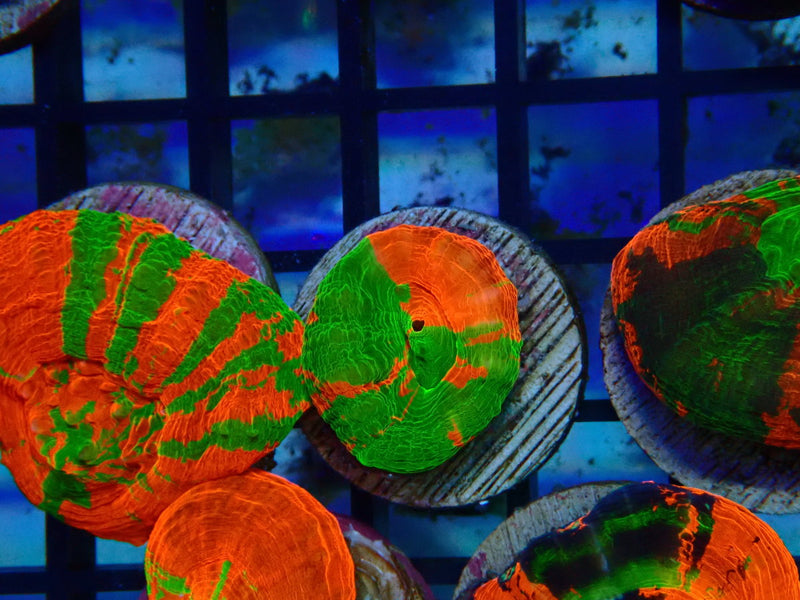 Monsoon Aquatics Ultra Scoly Frag