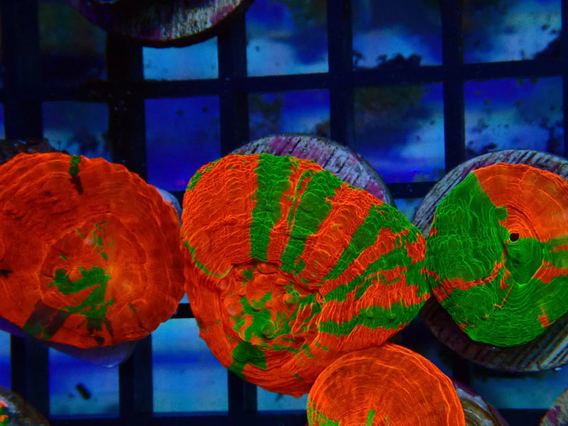 Monsoon Aquatics Ultra Scoly Frag