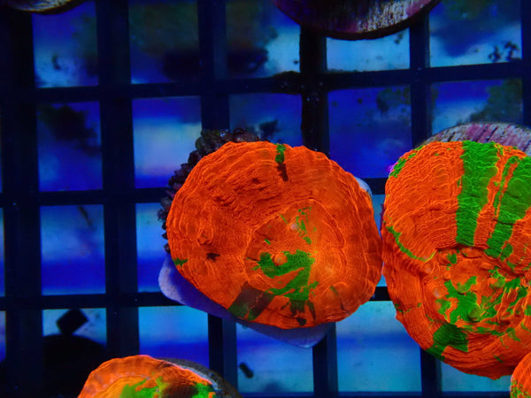 Monsoon Aquatics Ultra Scoly Frag