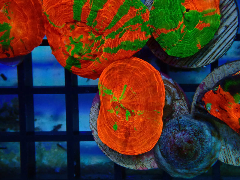 Monsoon Aquatics Ultra Scoly Frag